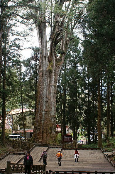 Bonsai, cay canh nghe thuat, cây cảnh nghệ thuật